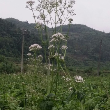 缬草