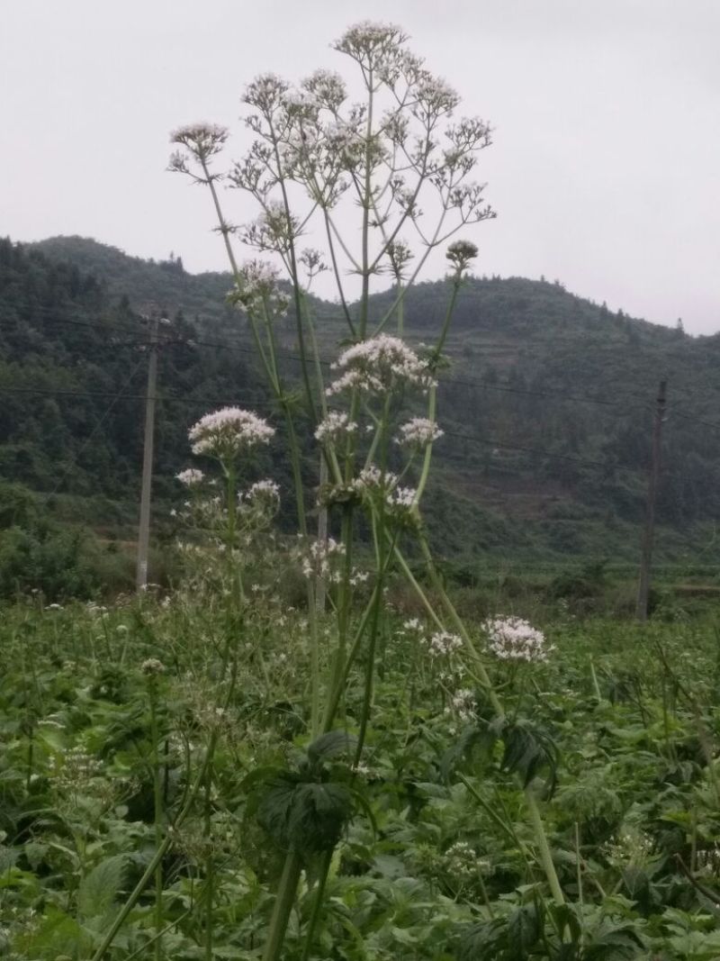 缬草
