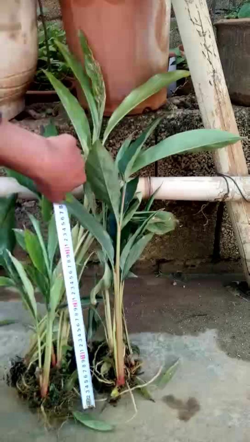 草果苗子