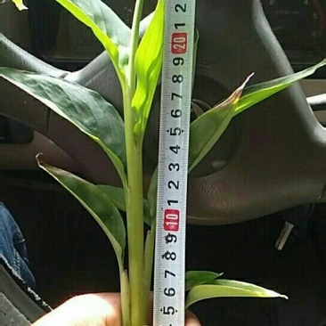 草果苗子