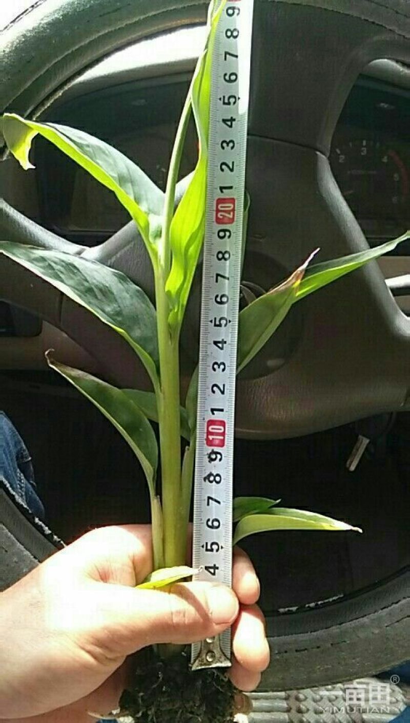 草果苗子