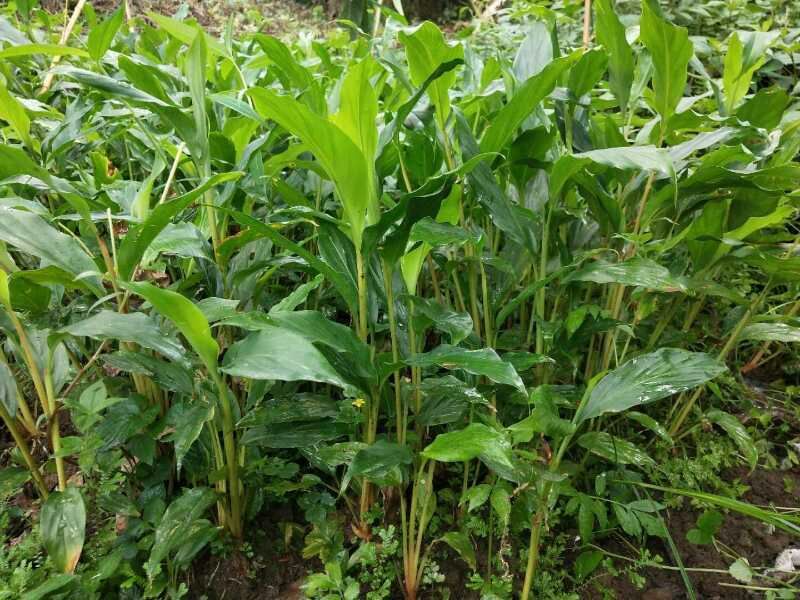 草果苗子
