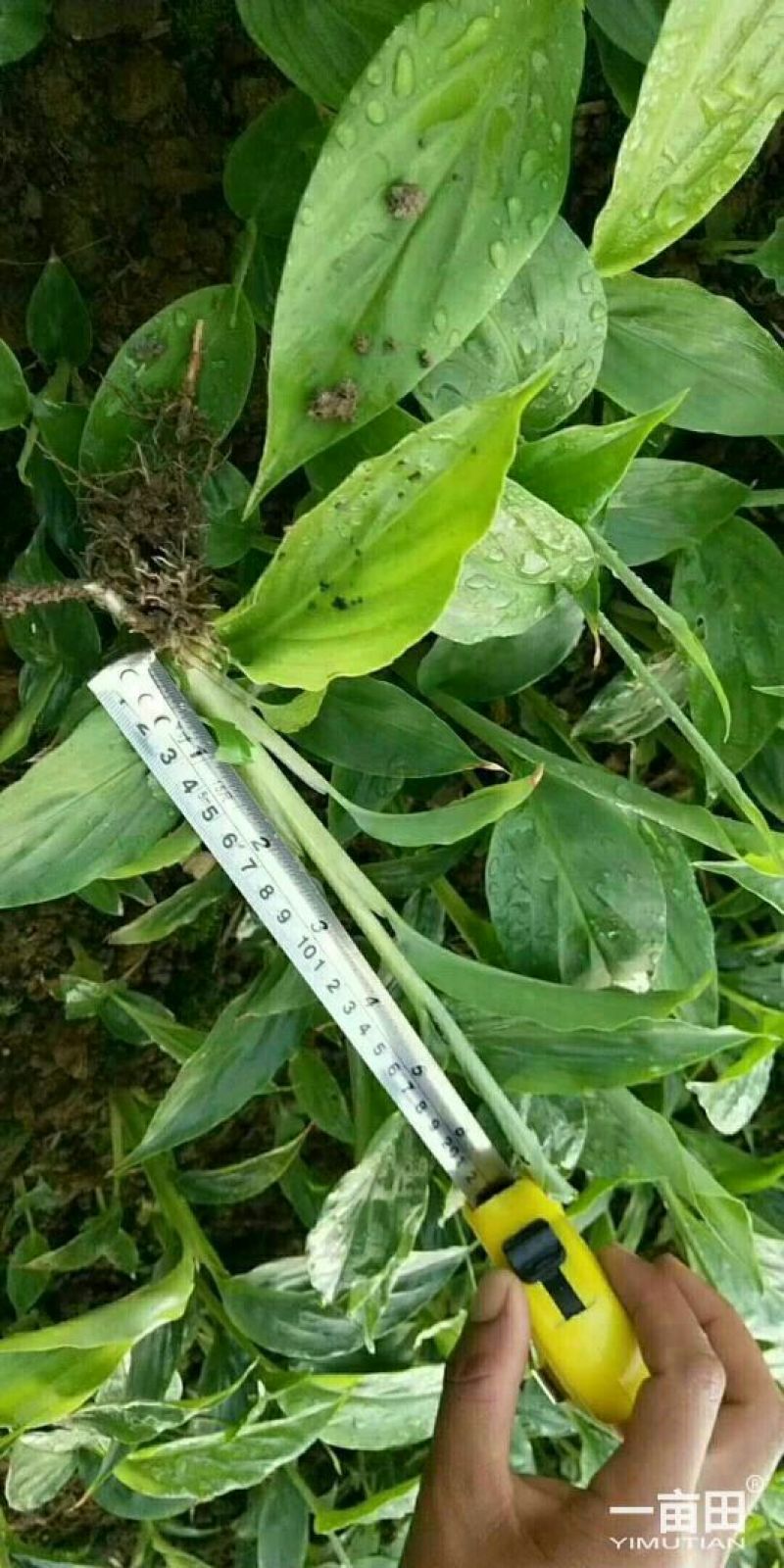 草果苗子