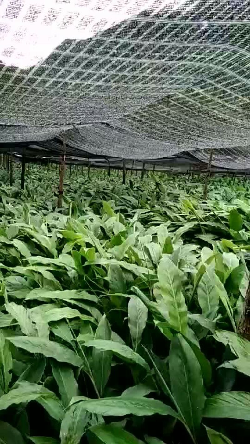 草果苗子