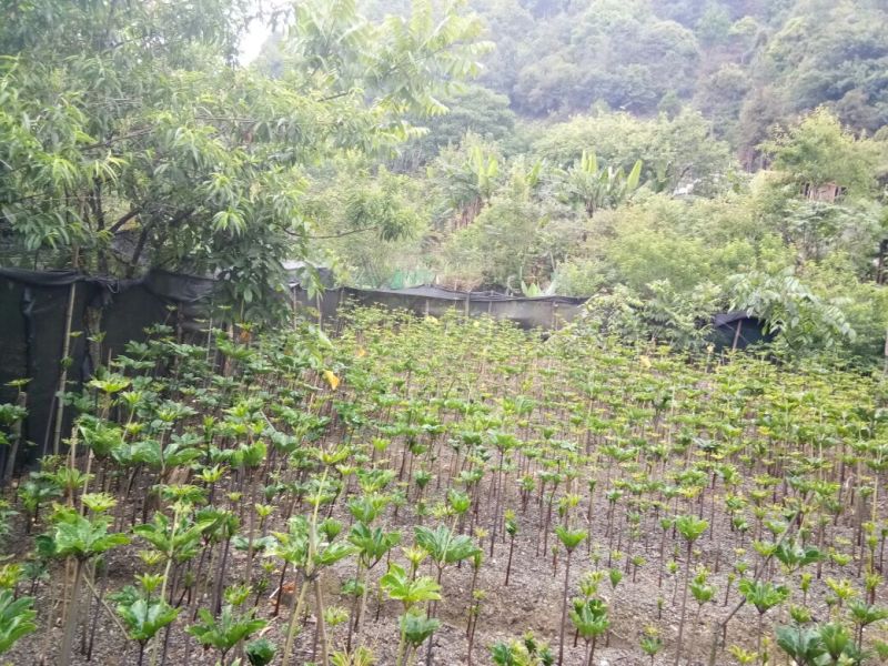 出售滇重楼苗2年苗附近的也可以到基地看看