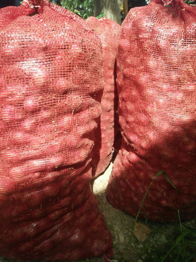 单县二红洋葱按需分拣大量供应