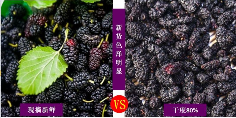 2025桑葚干新鲜500g包邮无沙免洗
