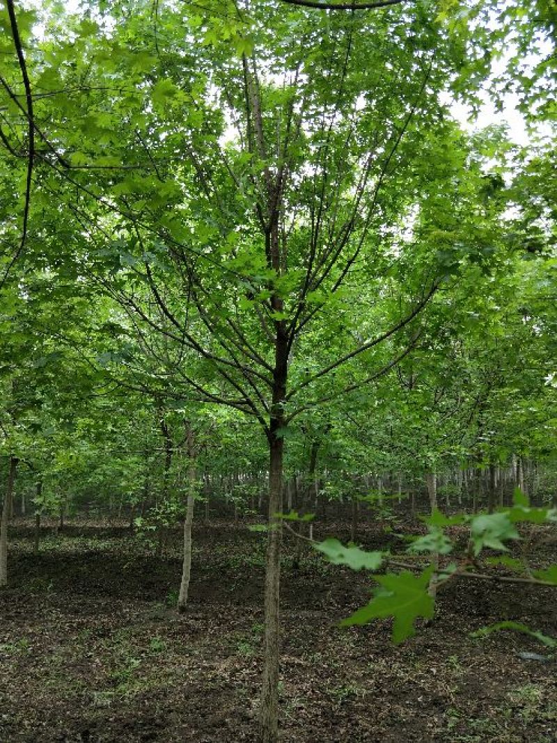 五角枫苗圃大量现货供应:各规格五角枫、丛生五角枫