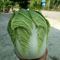 白菜提供一条龙服务产地批发，支持发货欢迎咨询订购