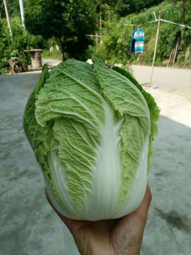白菜提供一条龙服务产地批发，支持发货欢迎咨询订购