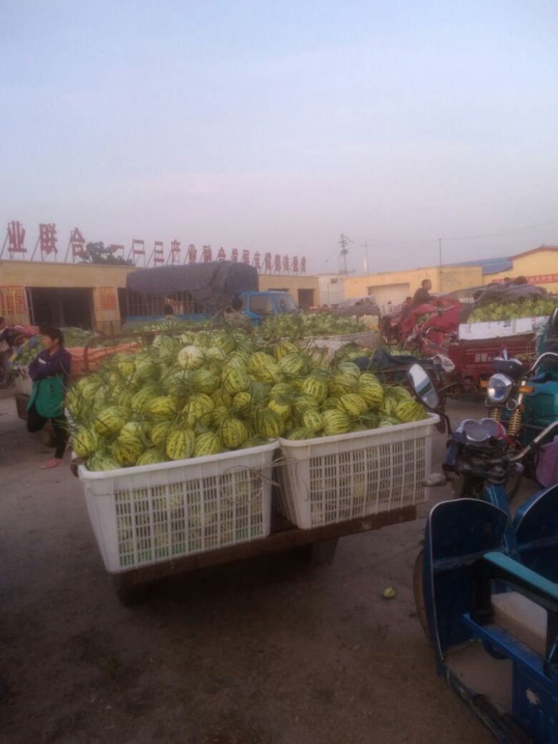 花龙密甜瓜，5到10月上市，品种多，价格优