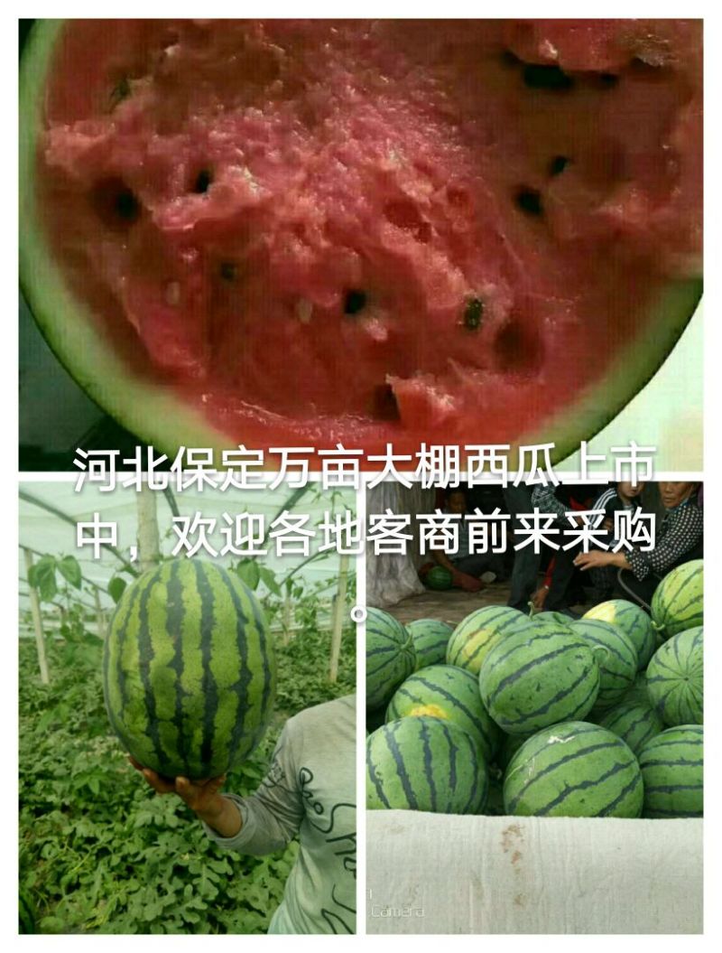 甜王西10斤打底9成熟1茬，，，，，