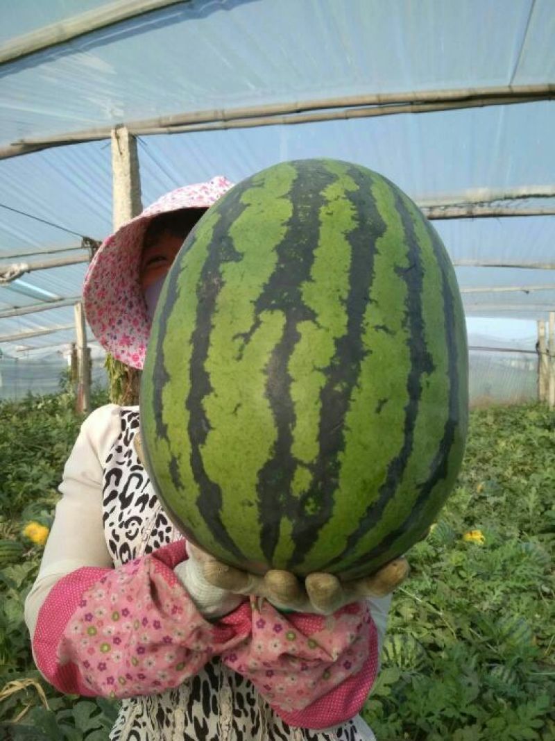 甜王西10斤打底9成熟1茬，，，，，