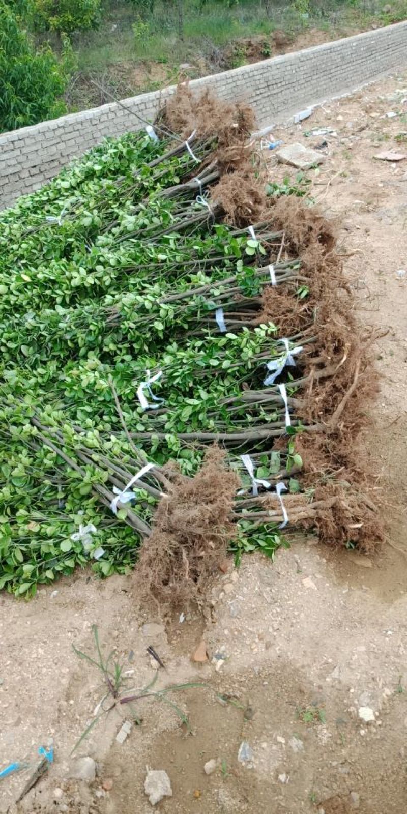 北海道黄杨，独杆绿篱苗供应工程苗高度20～2米，
