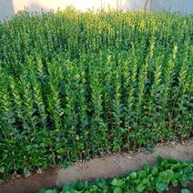 北海道黄杨，独杆绿篱苗供应工程苗高度20～2米，