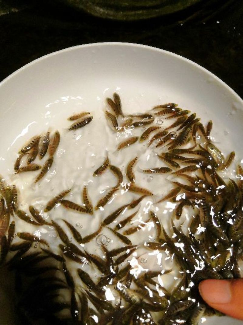 石斑，淡水石斑
