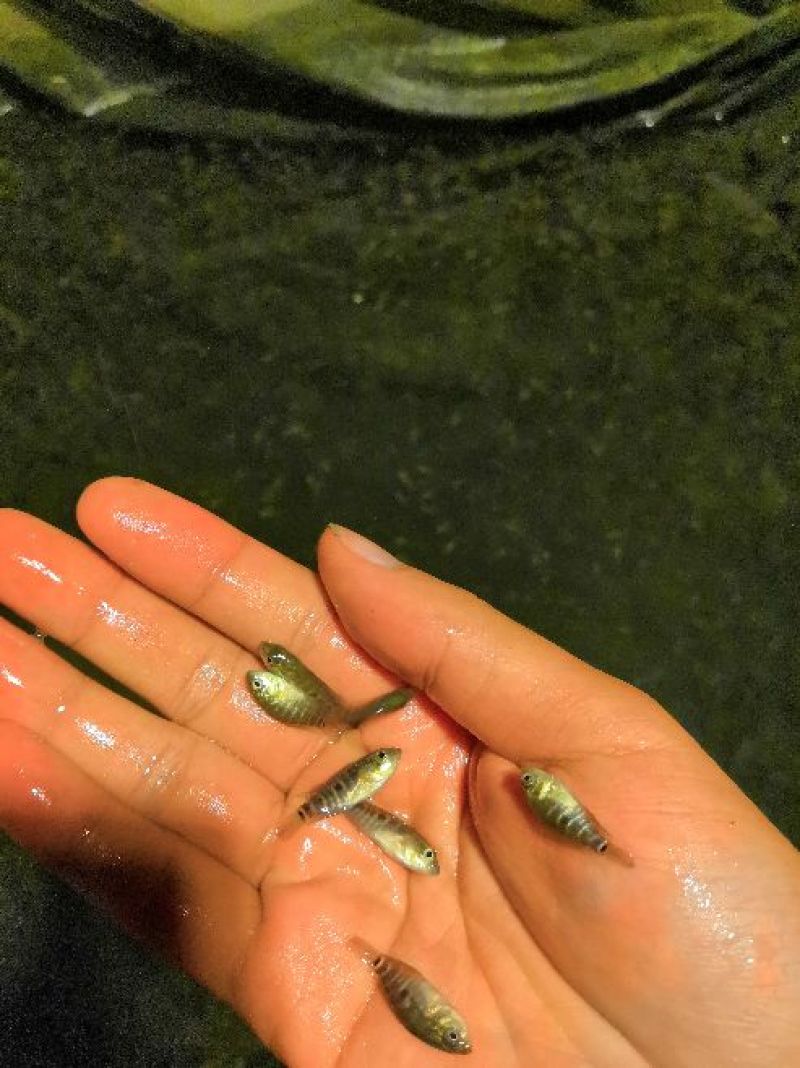 石斑，淡水石斑