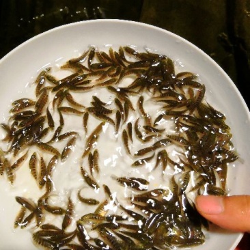 石斑，淡水石斑