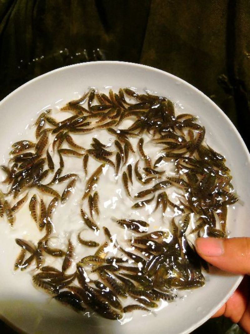 石斑，淡水石斑
