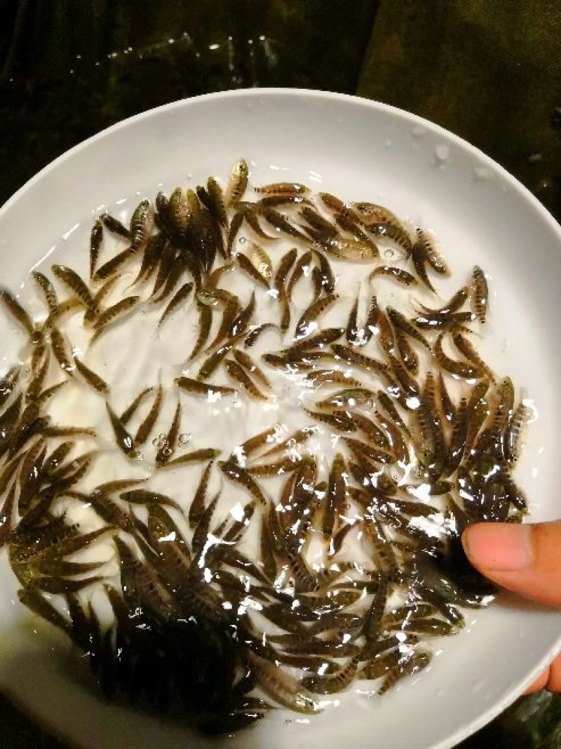 石斑，淡水石斑