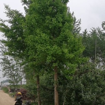 大量出售15-35之间银杏树