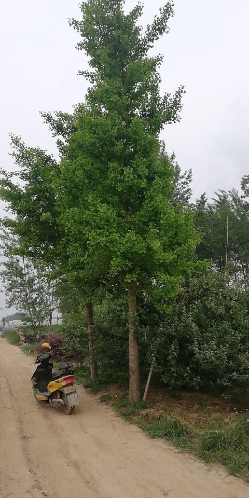 大量出售15-35之间银杏树