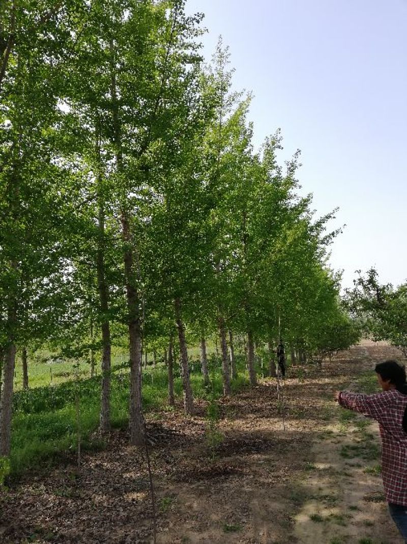 大量出售15-35之间银杏树