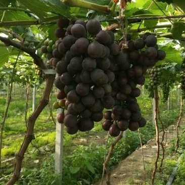夏黑葡萄