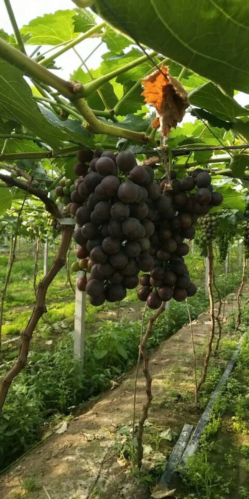夏黑葡萄