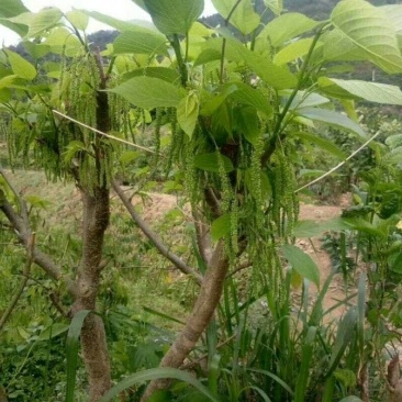 桑果苗☞有长果桑大果桑