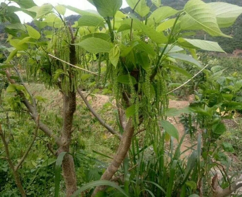 桑果苗☞有长果桑大果桑