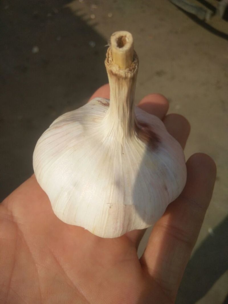 大蒜金乡紫红皮大蒜大量上市品相上佳量大从优