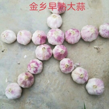 大蒜金乡紫红皮大蒜大量上市品相上佳量大从优