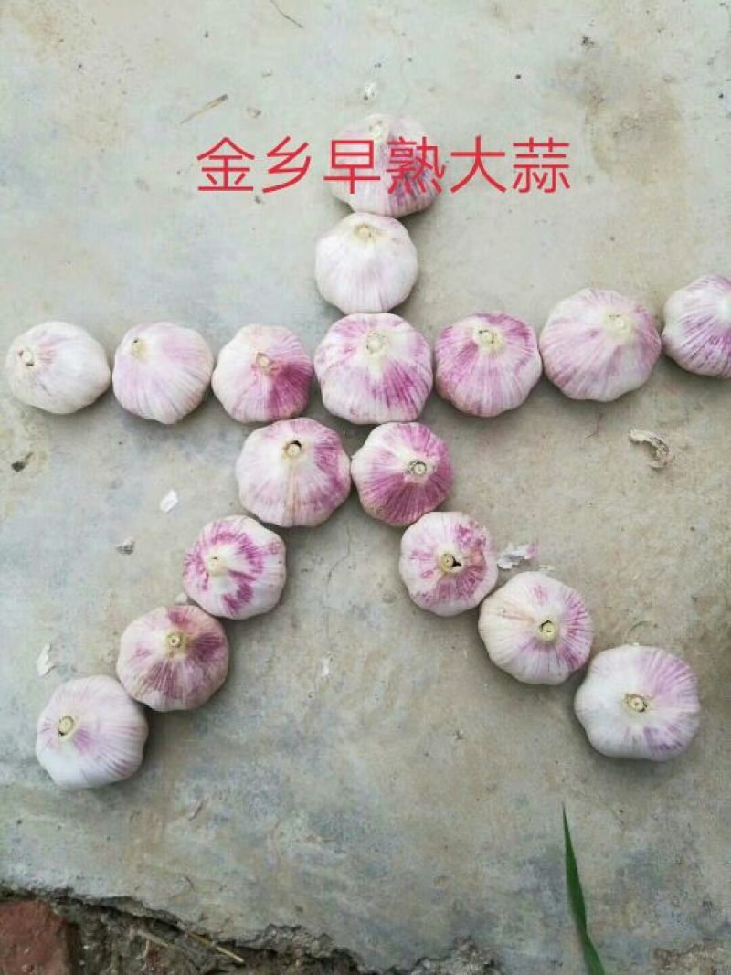 大蒜金乡紫红皮大蒜大量上市品相上佳量大从优