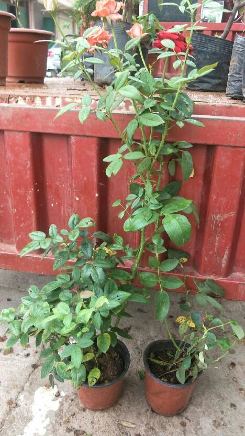 玫瑰花苗☞有盆栽苗裸根苗