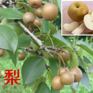 梨树苗☞沙梨杯苗裸根苗