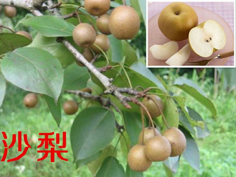 梨树苗☞沙梨杯苗裸根苗