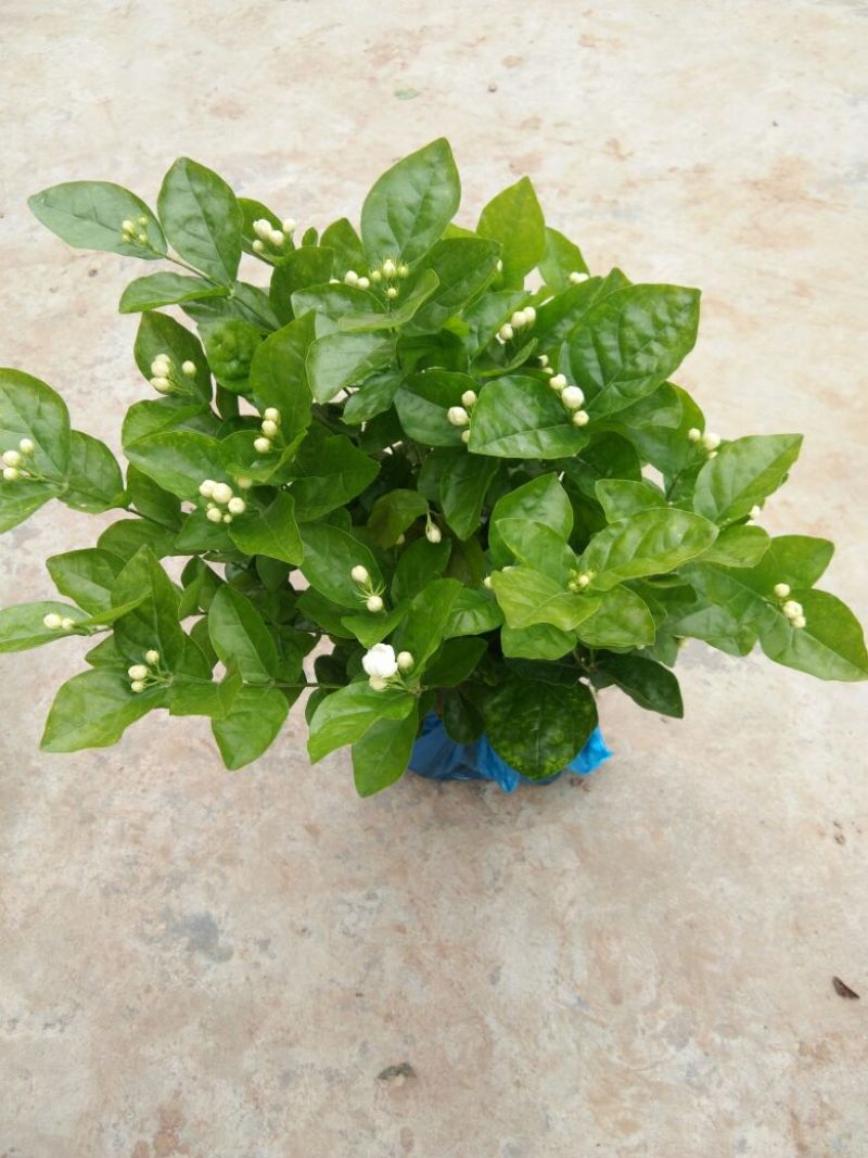 茉莉花不含盆3元一株