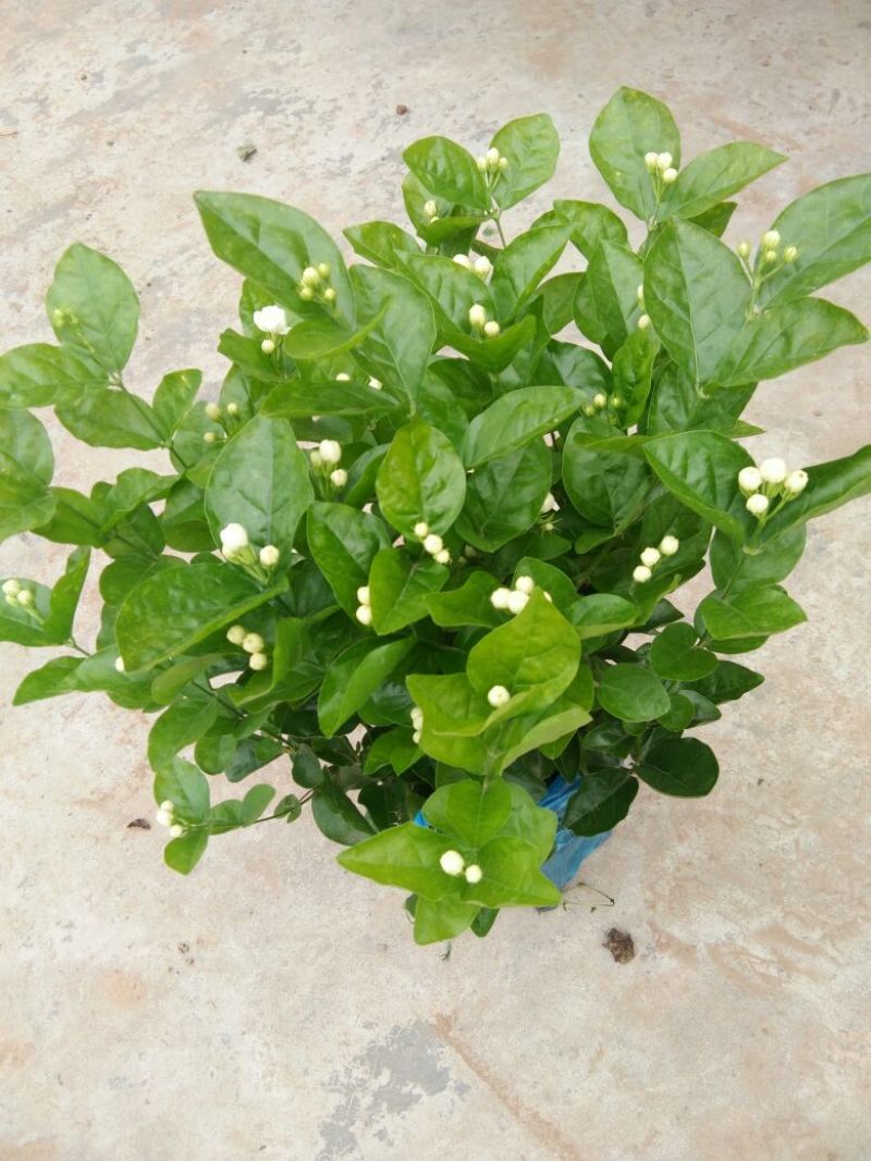 茉莉花不含盆3元一株