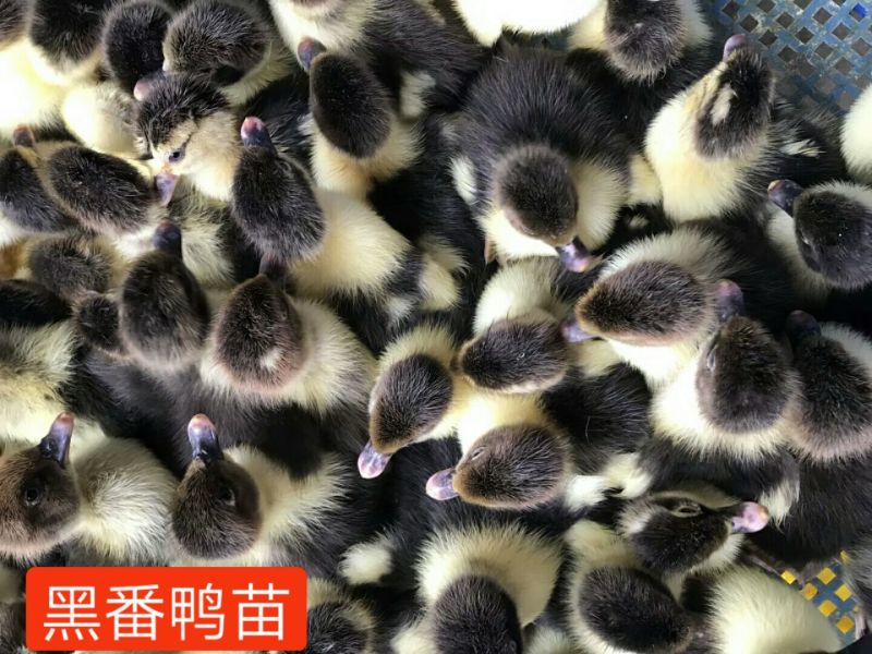 大花番鸭苗《有买家保证金》购买放心，厂家直销
