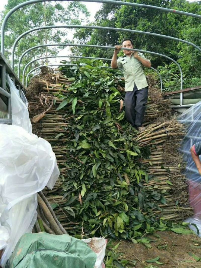 芒果苗芒果树苗金煌台农桂七四季芒红贵妃凯