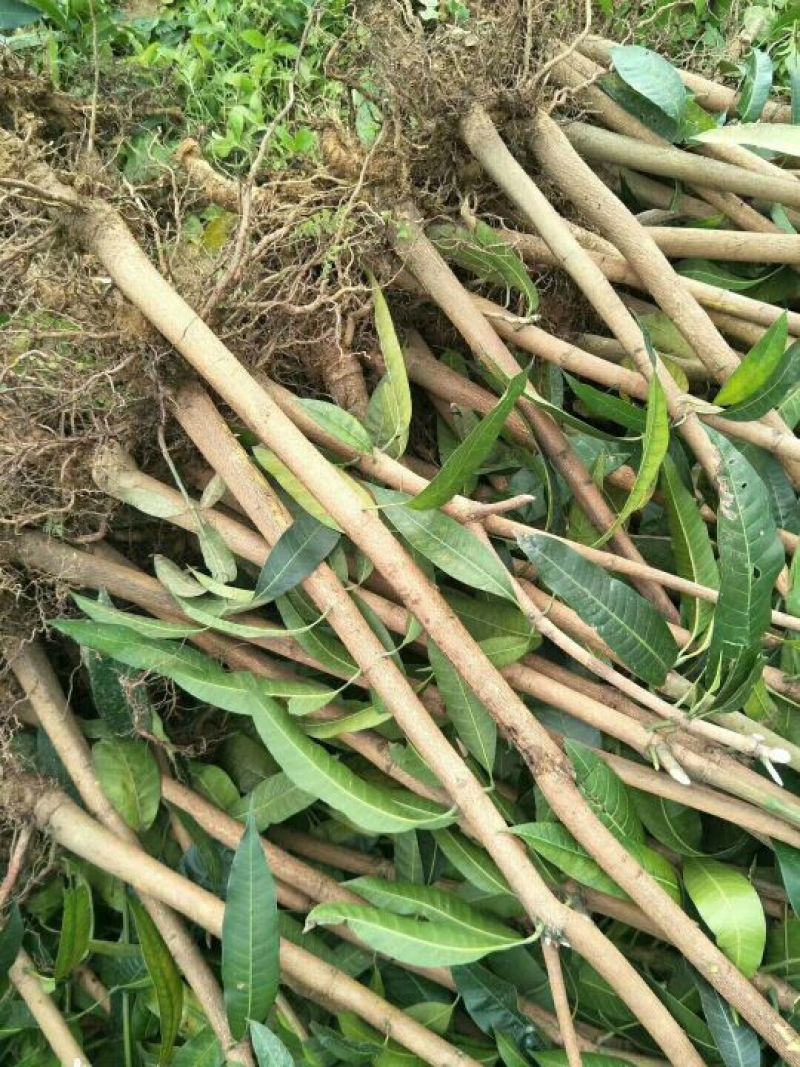 芒果苗芒果树苗金煌台农桂七四季芒红贵妃凯