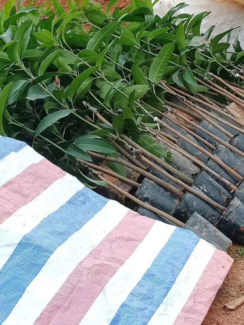 芒果苗芒果树苗金煌台农桂七四季芒红贵妃凯