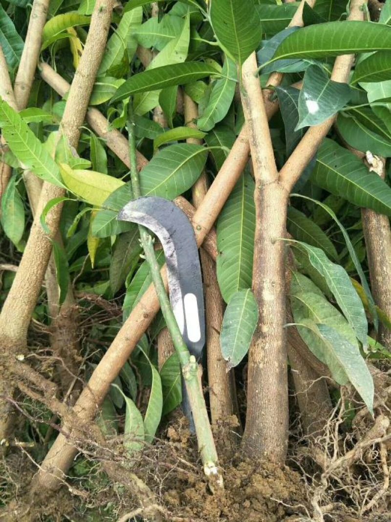 芒果苗芒果树苗金煌台农桂七四季芒红贵妃凯