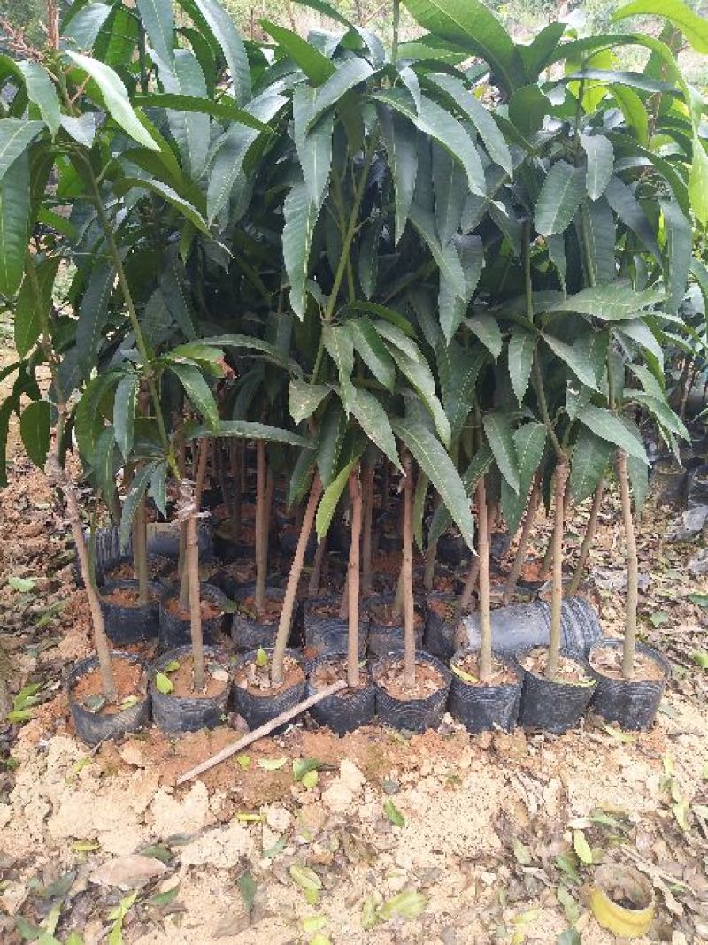 芒果苗芒果树苗金煌台农桂七四季芒红贵妃凯