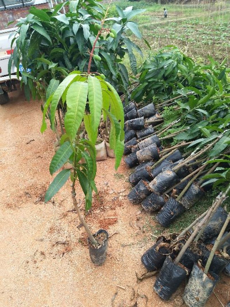 芒果苗芒果树苗金煌台农桂七四季芒红贵妃凯
