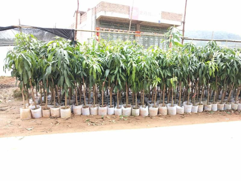 芒果苗芒果树苗金煌台农桂七四季芒红贵妃凯