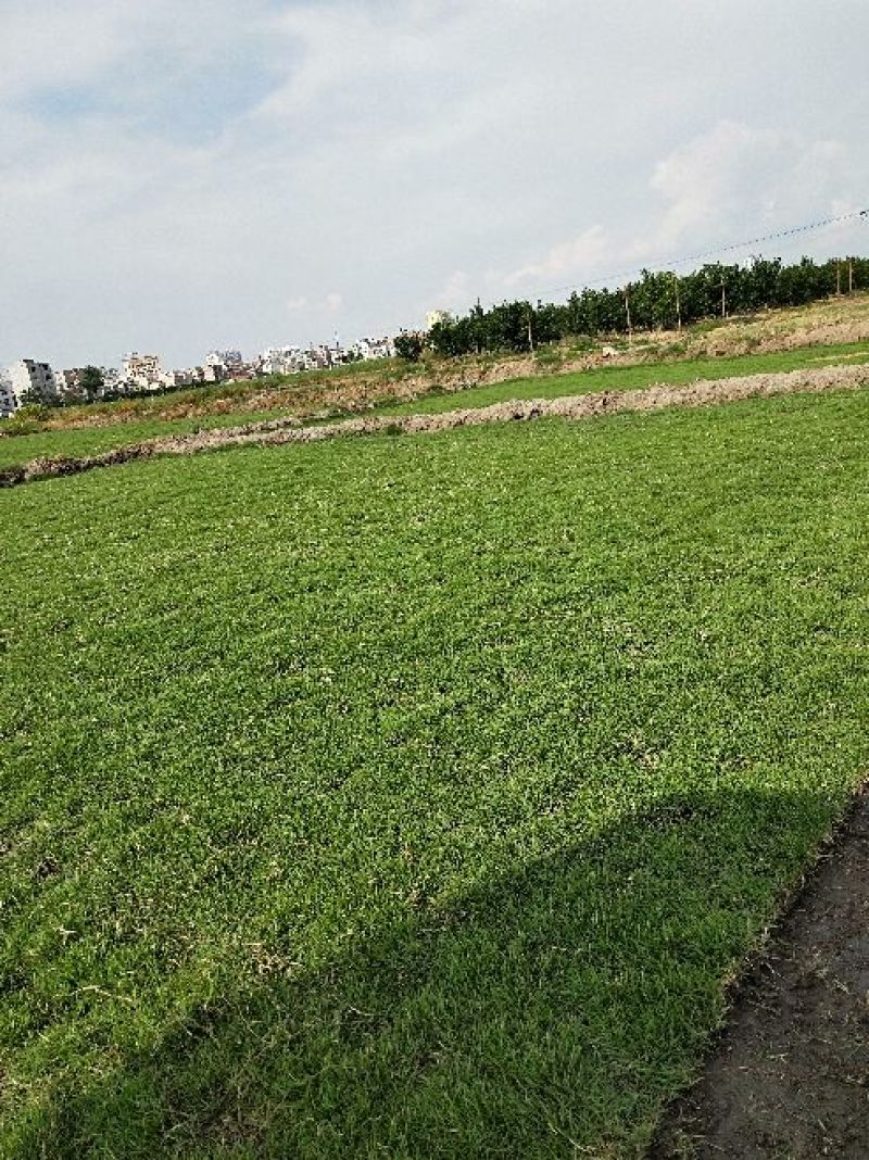 马尼拉草皮块