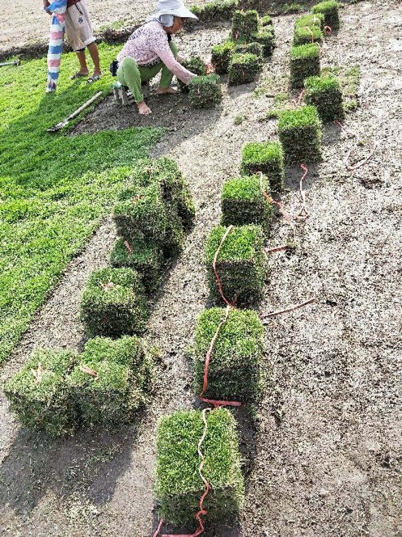 马尼拉草皮块