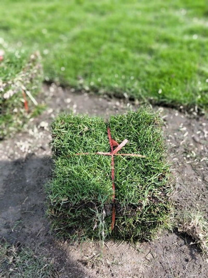 马尼拉草皮块